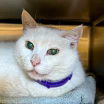 Thumbnail photo of Macho Man #3