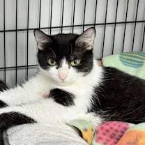 adopt-pet