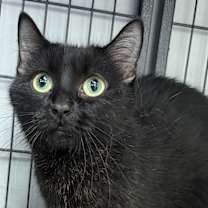 adopt-pet