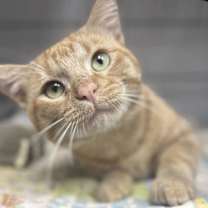 adopt-pet
