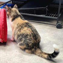 Thumbnail photo of Primrose #4