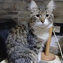 Thumbnail photo of Fluffy #1