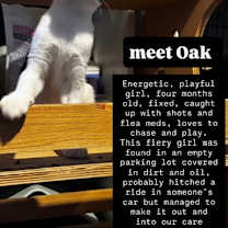 Thumbnail photo of Oak #3