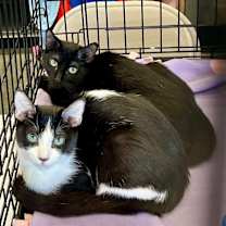 Thumbnail photo of Athena and Artemis - bonded pair #1