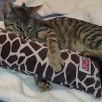 Thumbnail photo of Oliver #4