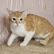 Thumbnail photo of Chester #1