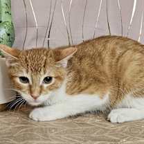 Thumbnail photo of Chester #4