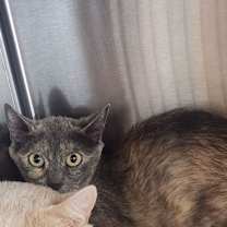 Thumbnail photo of Chrome #2