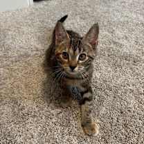 Thumbnail photo of Kalina #4