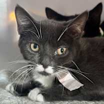 Thumbnail photo of Jackie (kitten bonded w/Chris) #1