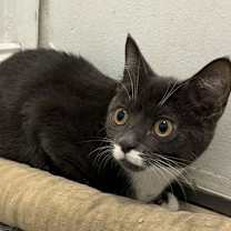 Thumbnail photo of Jackie (kitten bonded w/Chris) #2