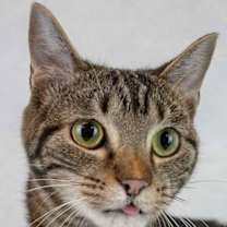 Thumbnail photo of Curly #1