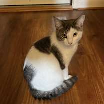 Thumbnail photo of Moo Moo #1