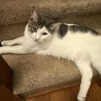 Thumbnail photo of Moo Moo #2