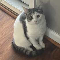 Thumbnail photo of Moo Moo #3