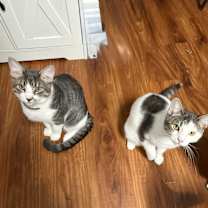 Thumbnail photo of Moo Moo #4