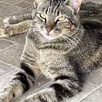 Thumbnail photo of Skylark (CP) #3