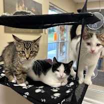 Thumbnail photo of Paper #3