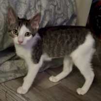 Thumbnail photo of Siren #1