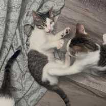 Thumbnail photo of Siren #4