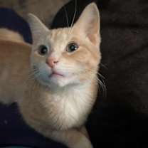 Thumbnail photo of Mimosa #1