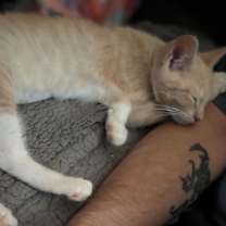 Thumbnail photo of Mimosa #4