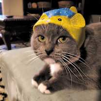 Thumbnail photo of Junebug #1