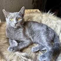 Thumbnail photo of Sasha (CP) #2