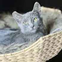 Thumbnail photo of Sasha (CP) #3