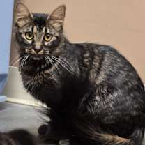 Thumbnail photo of Scarlett #3