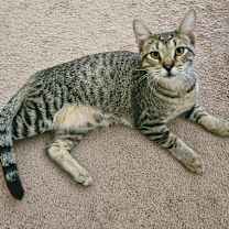 Thumbnail photo of Valerian #4