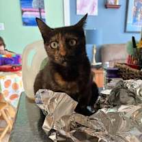 Thumbnail photo of Ahsoka #1