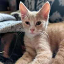 adopt-pet