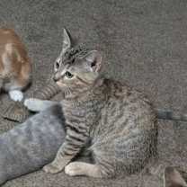 adopt-pet