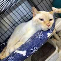 adopt-pet