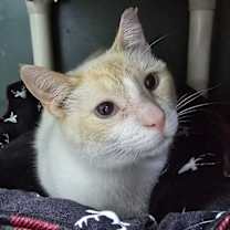 adopt-pet