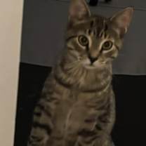 Thumbnail photo of Wilbur #1