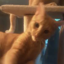 Thumbnail photo of Angel #1