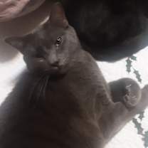 Thumbnail photo of Blueberry #1