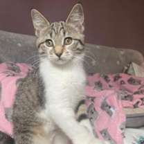 adopt-pet