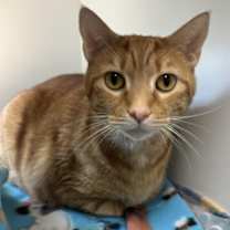 adopt-pet