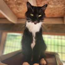 Thumbnail photo of Little Foot #1