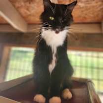 Thumbnail photo of Little Foot #2