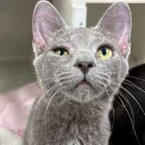 Thumbnail photo of Rex #2