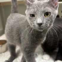 Thumbnail photo of Rex #3