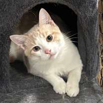 Thumbnail photo of Sebastian 24C25 #4