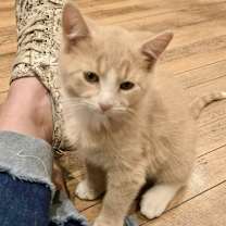 Thumbnail photo of (dg) Wren (pending) #2