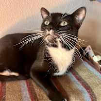 Thumbnail photo of COLA #2