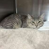 Thumbnail photo of Dr House #1