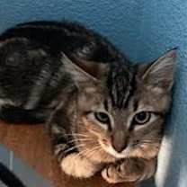 Thumbnail photo of Peaches & Marbles - CCC #2